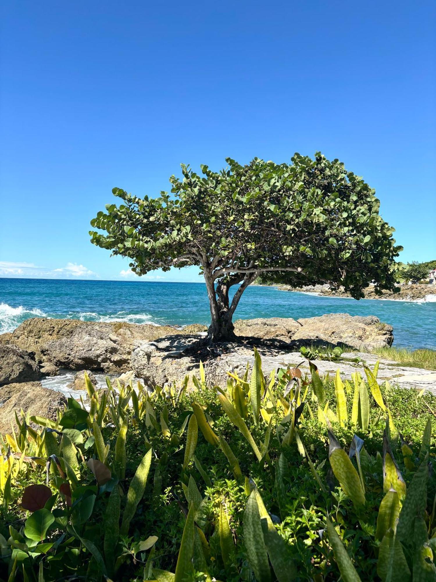 Gite Mabouya - Hamak, Piscine, Jardin Βίλα Anse-Bertrand Εξωτερικό φωτογραφία